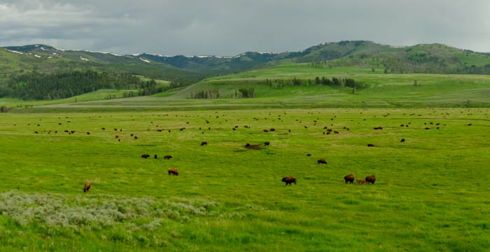 Driving east through Yellowstone