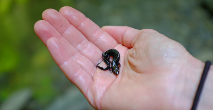 Salamander!