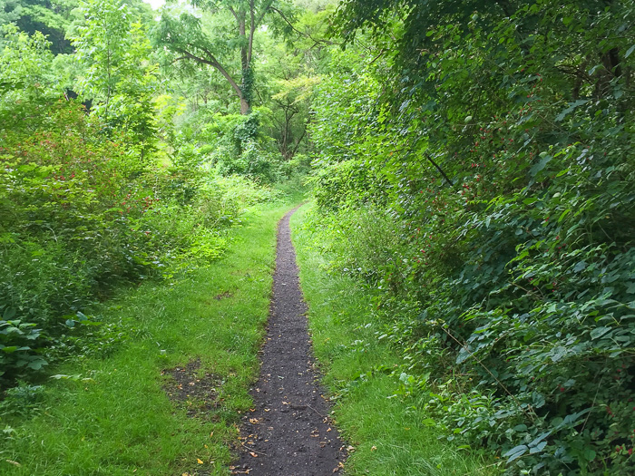 Small path on outlet trail