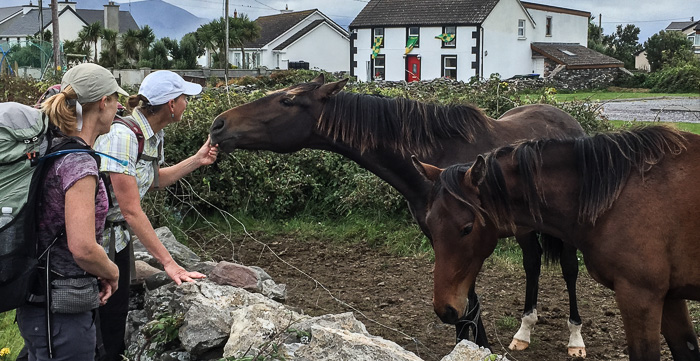 Karen making friends with a couple of beauties while walking to our lodging in Faramore