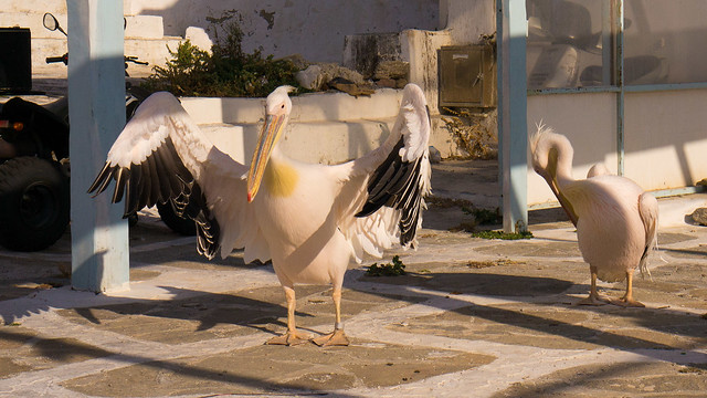 The pelicans of Mykonos