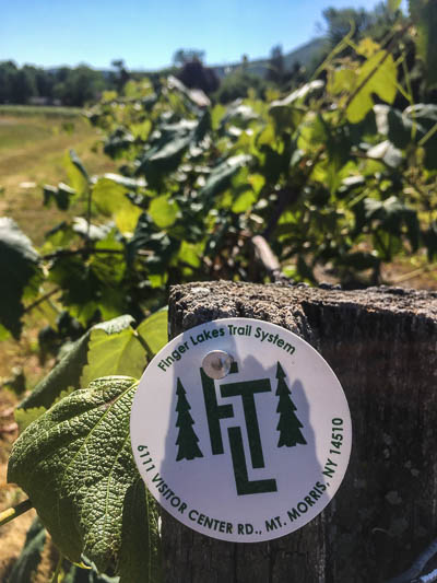 An FLT trail marker in a vineyard. Lovely!
