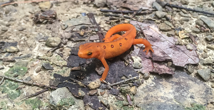 Cute little guy! According to Google, he's an Eastern Red-Spotted Newt.