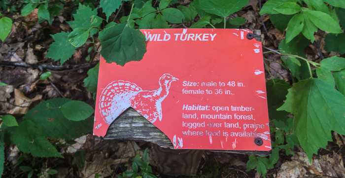 Informational signage near the June Bug camp site. I wish I'd found more of these!