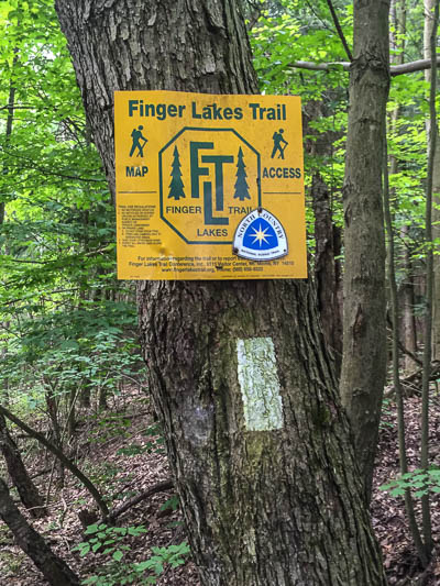 The North Country Trail (normally blue-blazed) follows the white-blazed Finger Lakes Trail in this area.