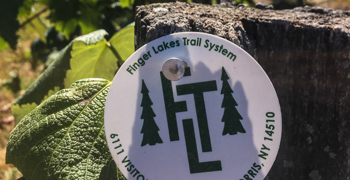 A Finger Lakes Trail marker in the middle of a vineyard. What could be more fitting?