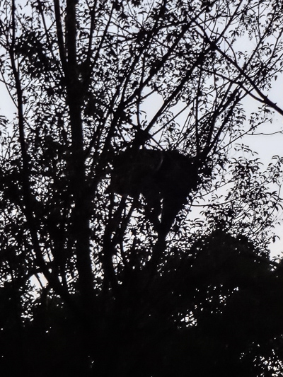 Rorschach test: What do you see? It's our bear in the tree at Big Meadows.