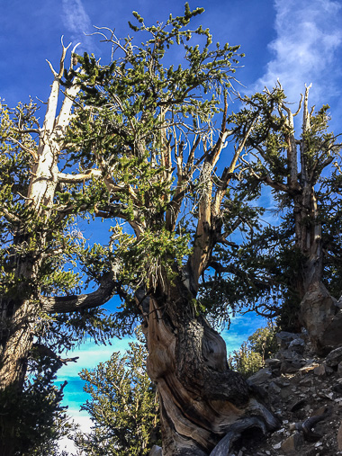 Great Basin Bristlecone Pines