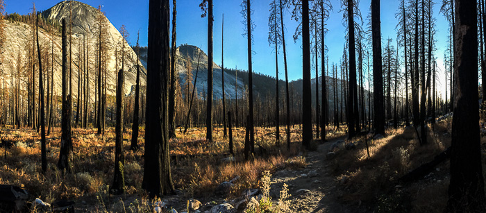 Hiking through a recovering burn at sunset (along the Moraine Dome Loop). Beautiful.