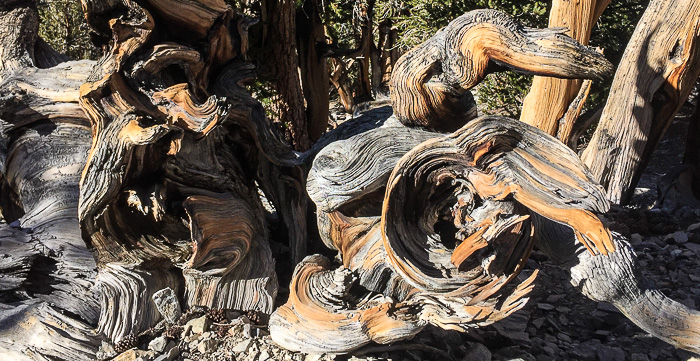Twisty Bristlecone Pines