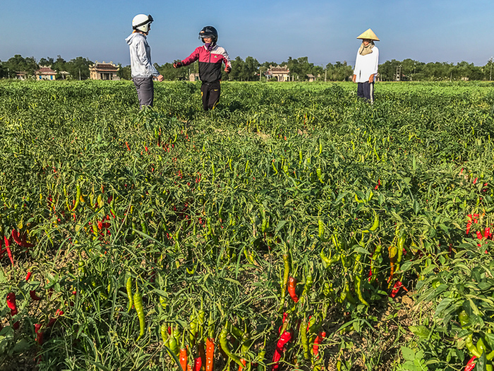 In a red pepper field. This woman was very nice, chatting with Bằng and generally laughing at us. Note the temples in the distance, a tiny fraction of the many we saw.