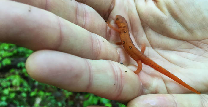 Orange salamander!