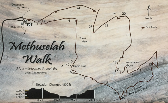 Map showing 24 stops on the self-guided Methuselah Walk. Note the elevation profile at the bottom.