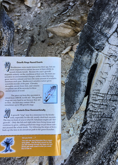 Stop 19 on the Methuselah Trail: Booklet excerpt plus the specimen it's discussing.
